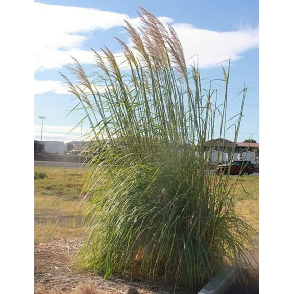 Raven Grass Seeds for Planting - 200 Seeds - Grows Giant, Great for Sound or Privacy Barrier