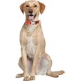 thumbnail image 4 of GFDYREE Thanksgiving Fall Dog Collar Autumn Holiday Nylon Adjustable Pet Collars for Dogs (Turkey,Medium), 4 of 4