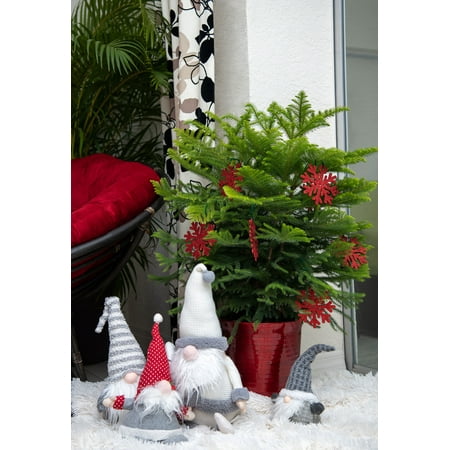 Costa Farms Live Indoor 3ft Tall Green Norfolk Island Pine Tree Indirect Sunlight In 10in Decor Pot Walmart Com Walmart Com