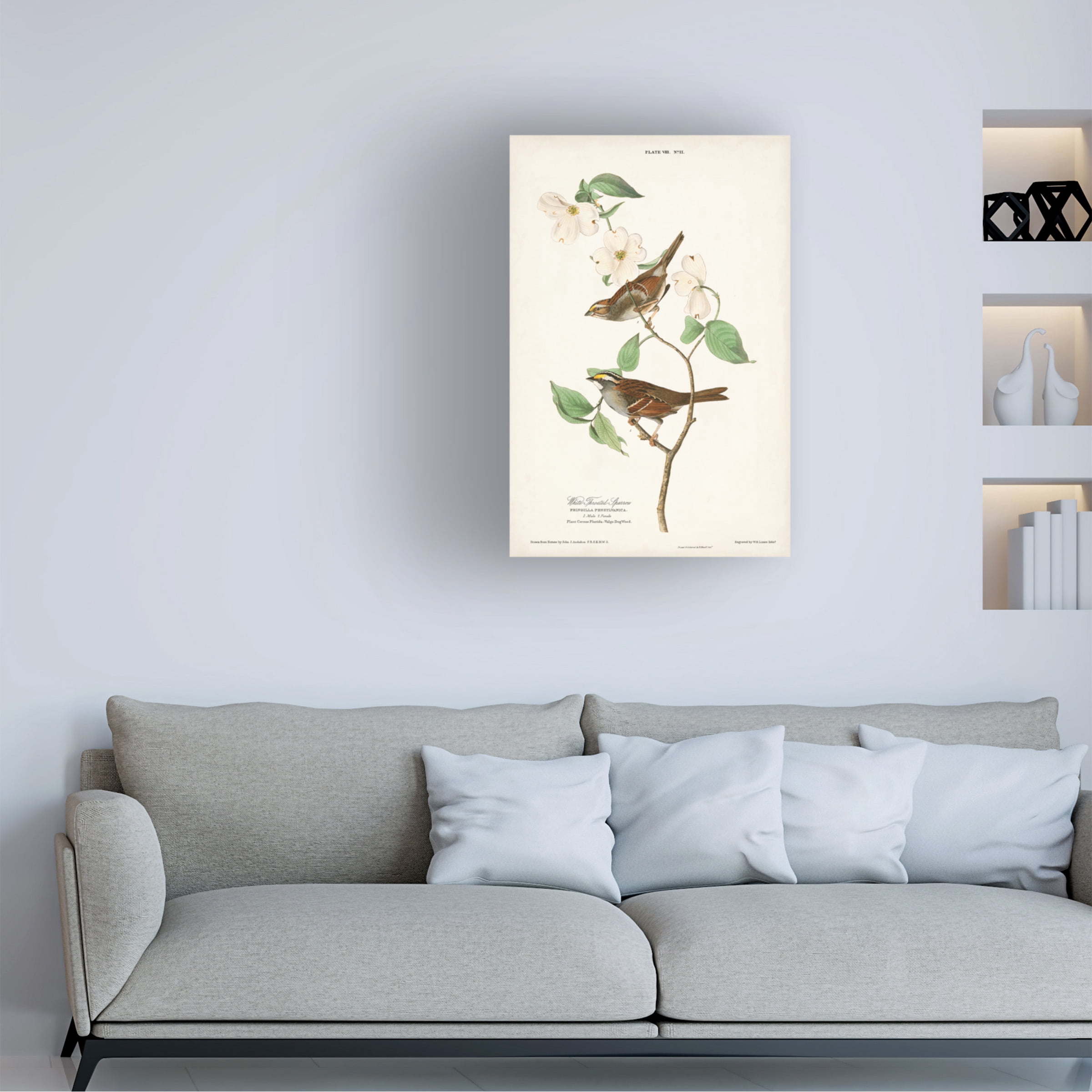 John James Audubon 'White Throated Sparrow' Canvas Art