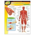 thumbnail image 2 of HUMAN BODY MUSCULAR SYSTEM CHART 17x22 [T38095], 2 of 2