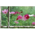 thumbnail image 2 of Rotenberg, Nancy 32x22 White Modern Wood Framed Museum Art Print Titled - USA, Pennsylvania, Cosmos in Rainy Window, 2 of 4