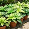 thumbnail image 4 of Silk Plants for Home Decor Indoor, Artificial Greenery Stems Dracaena Faux Branches, Artificial Plants Realistic Fake Dracaena Greenery, 4 of 9