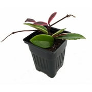 Krimson Queen Wax Plant - Hoya - 4" Pot