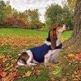 thumbnail image 4 of Soothing clothes to prevent fright Soothing small dogs, anxiety stabilizing jacket, 4 of 5