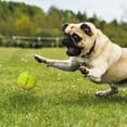 thumbnail image 2 of NERF Dog TPR Bungee Treat Ball Dog Toy 2.5in, 2 of 4