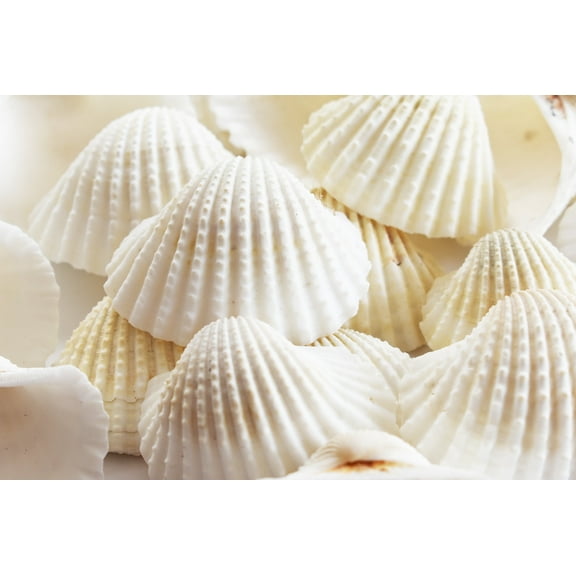 4 lbs (120 ) Large White Ark Shells Seashells (1 3/4" - 2 1/4") Beach Wedding Hobby Arts & Crafts