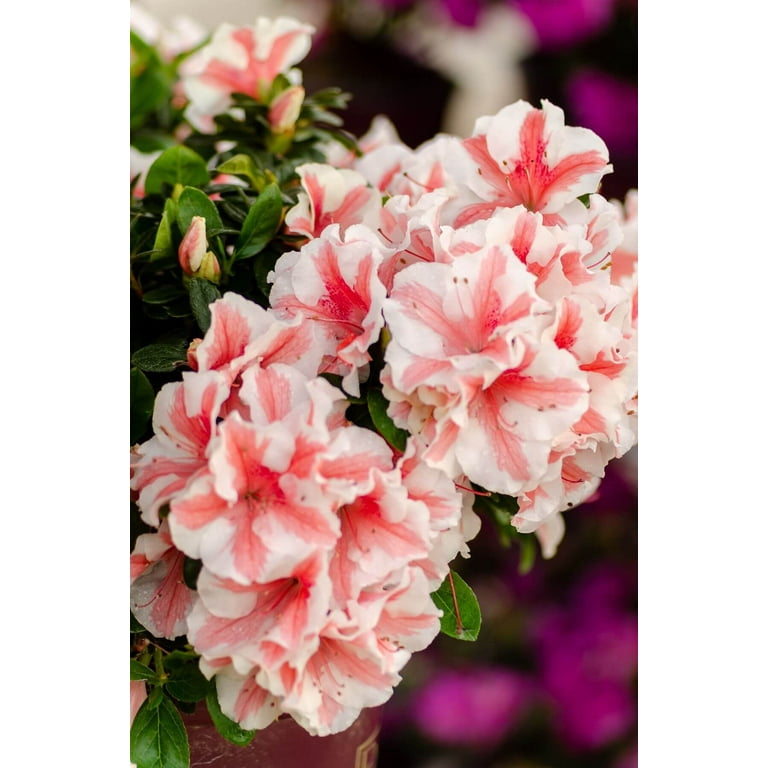 Encore Azalea Autumn Starburst (1 Gallon) Shrub with White and