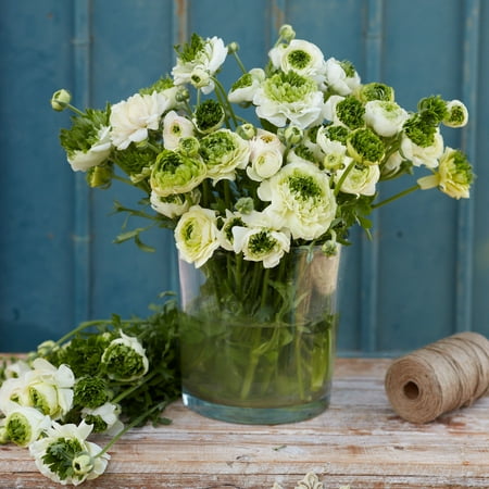 

Ranunculus Bulbs - Super Green White - 100 Bulbs - White/Green Flower Bulbs Corm Attracts Bees Attracts Pollinators Easy to Grow & Maintain Fragrant Container Garden