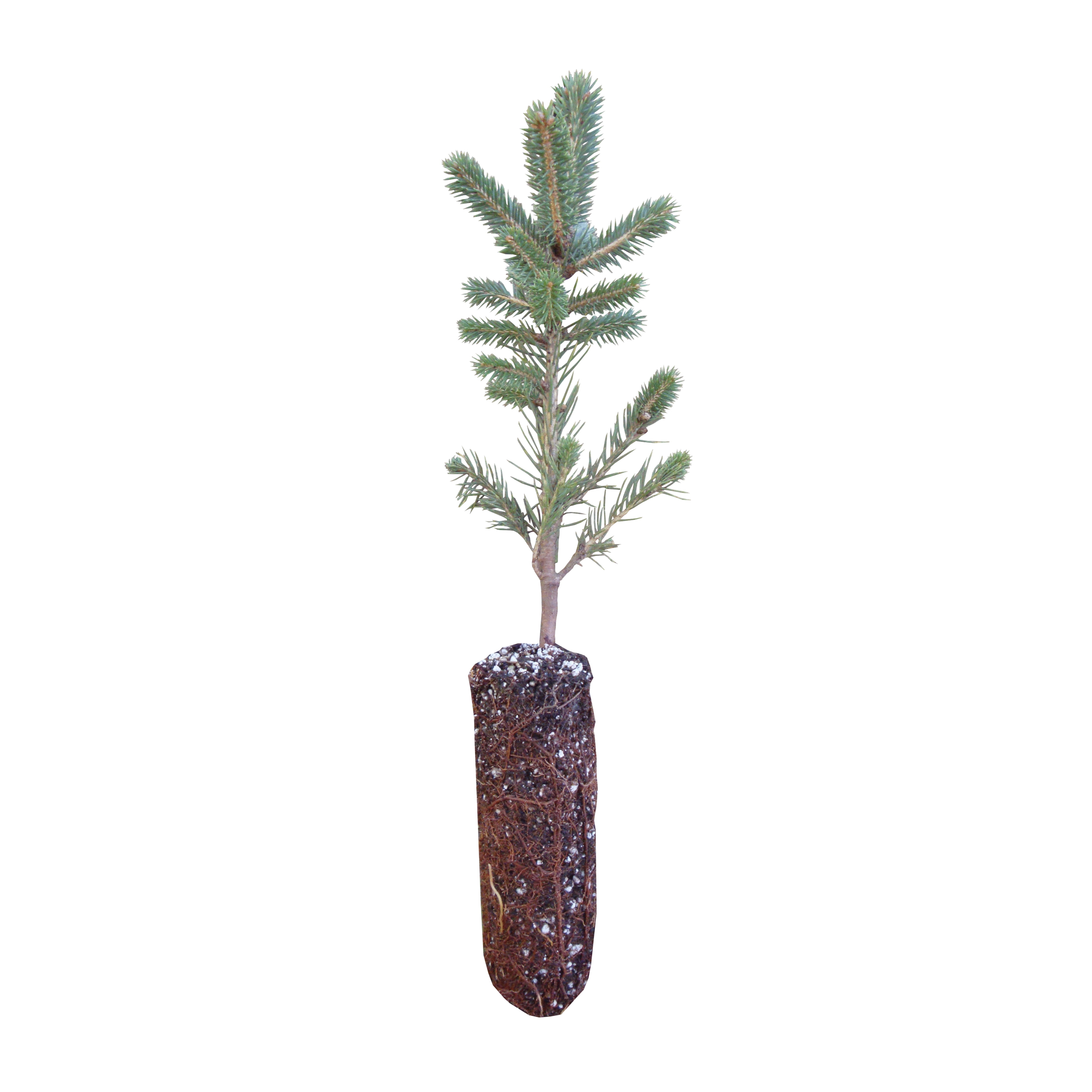 Colorado Blue Spruce Medium Tree Seedling The Jonsteen Company