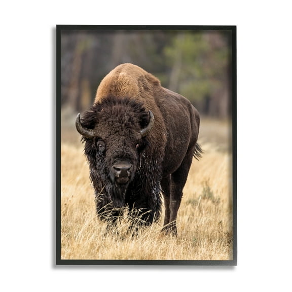 Stupell Industries Wild American Bison Grazing Rustic Tall Grass, 24 x 30, Designed by Larry McFerrin
