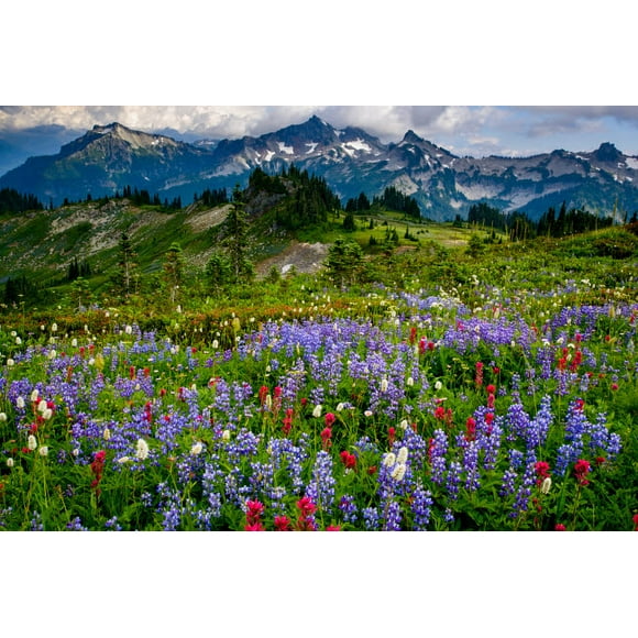 USA, Washington State, Mount Rainier National Park Wildflowers carpet edge of Paradise hiking trail Poster Print by Yuri Choufour (24 x 18) # US48YCH0006