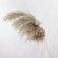 thumbnail image 3 of Stunning Tall Pampas Grass, Perfect For Boho Decor, Natural Home Decor Complement With Dried Flowers Bouquet, Easy Low Maintenance Ensures Timeless Beauty, Wedding Floral, 3 of 6