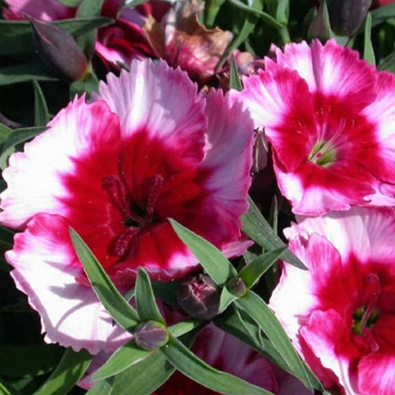 Dianthus Super Parfait Series Flower Seeds - Raspberry - 100 Seeds - Annual Flower Garden Seeds - Dianthus chinensis