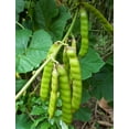 thumbnail image 3 of TomorrowSeeds - True Jicama Seeds - 80+ Count - For 2026 Planting USA Garden Vegetable Mexican Yam, 3 of 11
