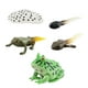thumbnail image 4 of Figuras de animales Juguete Figuras de animales realistas Aprendizaje Prop Ranas Modelo de para niños en edad preescolar estilo B Hugo juego de crecimiento, 4 of 10