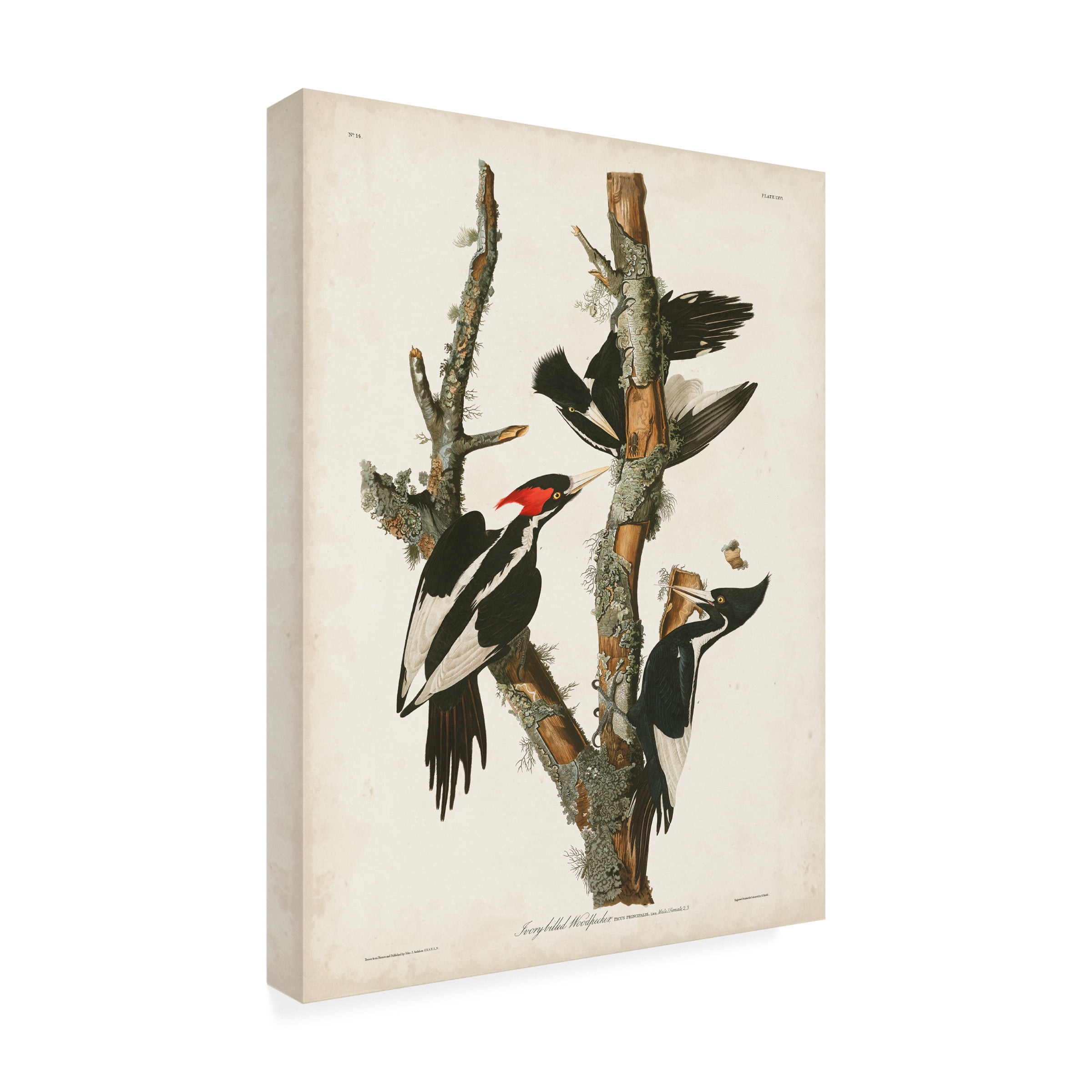 John James Audubon 'Ivory billed Woodpecker' Canvas Art
