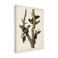 thumbnail image 2 of John James Audubon 'Ivory billed Woodpecker' Canvas Art, 2 of 3