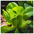 thumbnail image 2 of Everwilde Farms - 1 oz Buttercrunch Butterhead Lettuce Seeds - Gold Vault Bulk Seed Packet, 2 of 3