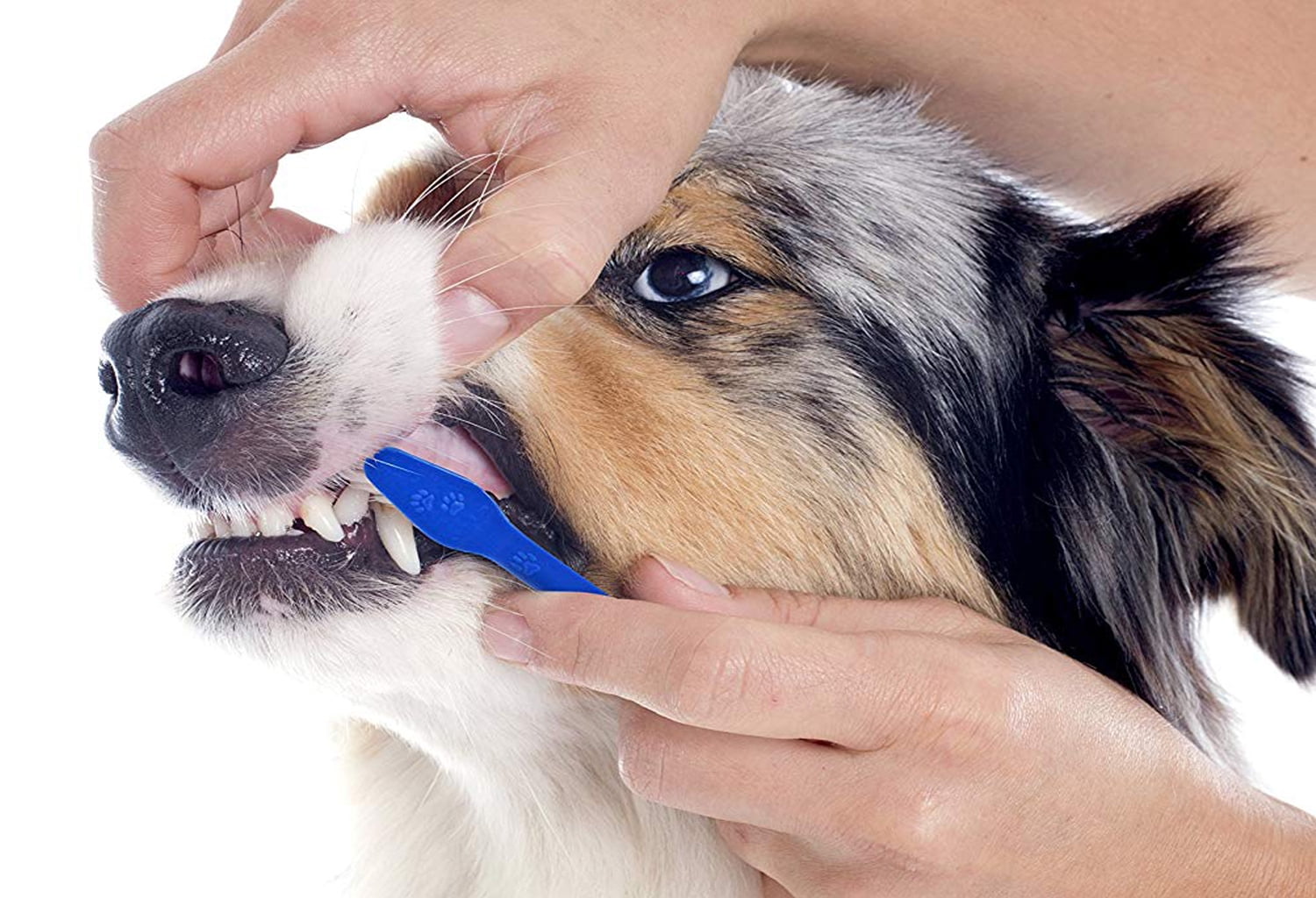 soft dog toothbrush