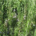 thumbnail image 5 of Rosemary Plants Live in 4 Inch Pot - Pack 2 Pots Blue Purple Rosemary Herb Plants Indoor Outdoor Garden, 4-6" Tall, 5 of 6