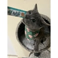 thumbnail image 3 of Kitty Licks Lickable Cat Treats 60 Tubes Variety Pack Tuna Flavors Creamy Puree, 3 of 9