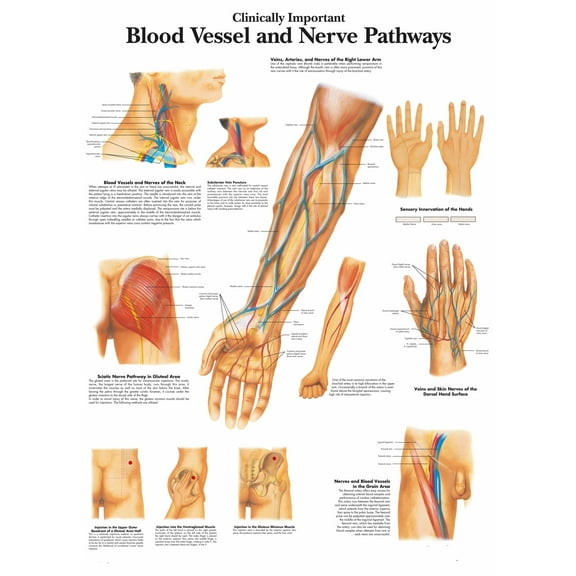 Blood Vessel and Nerve Pathways Wall Art Posters Canvas Print Artwork Wall Chart Human Anatomy Wall Painting Office Hospital Room Home Decoration (without Framed),Multicolor,16x19.7 inch(40x50 cm)