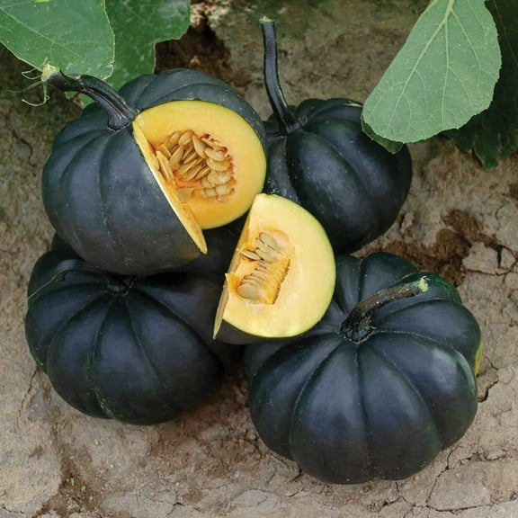 Exotic Black Pumpkin Seeds | 20 Seeds Packet | Grow Stunning Black Kat Pumpkins