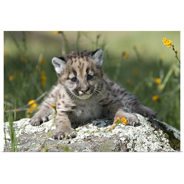 Great Big Canvas Baby Mountain Lion In The Woods Yosemite California Art Print Walmart Com Walmart Com