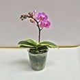 thumbnail image 2 of Nvzi-c 20 orchid plant cultivation pots, butterfly orchid special nutrition cup, dendrobium seedling transparent plastic pot nutrition bowl 5.12 * 5.12 in, 2 of 4