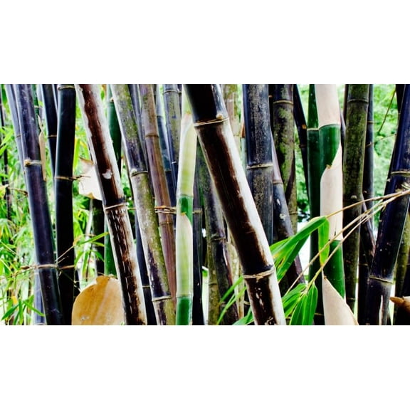 200  Fresh Black Bamboo Seeds for Planting | Great for Privacy, Fast Growing