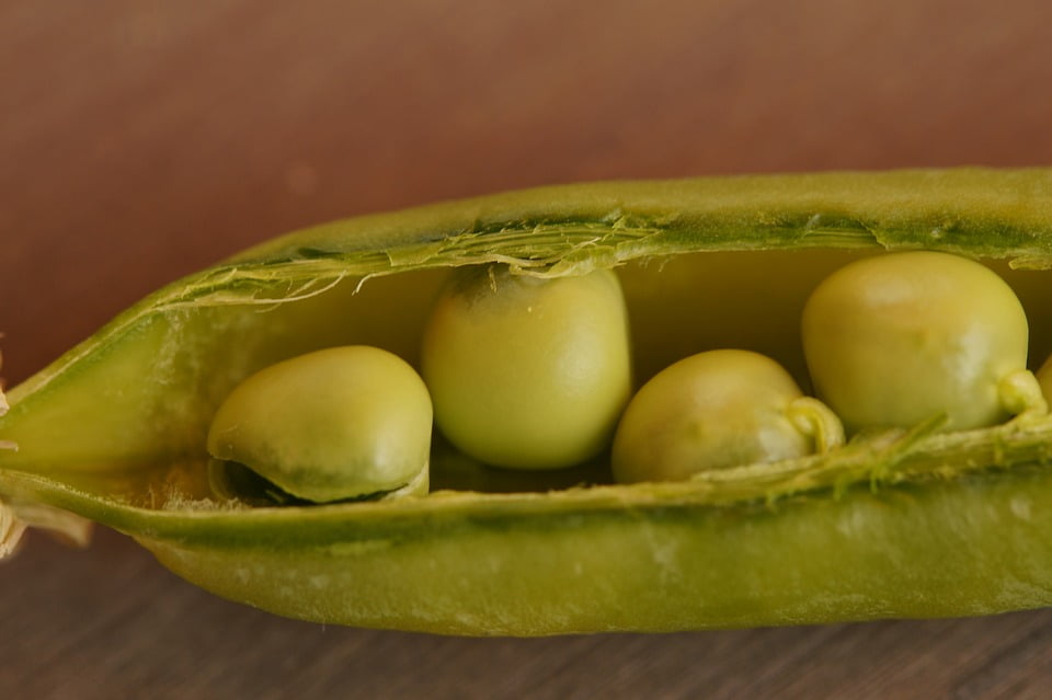 barkbox peas in a pod