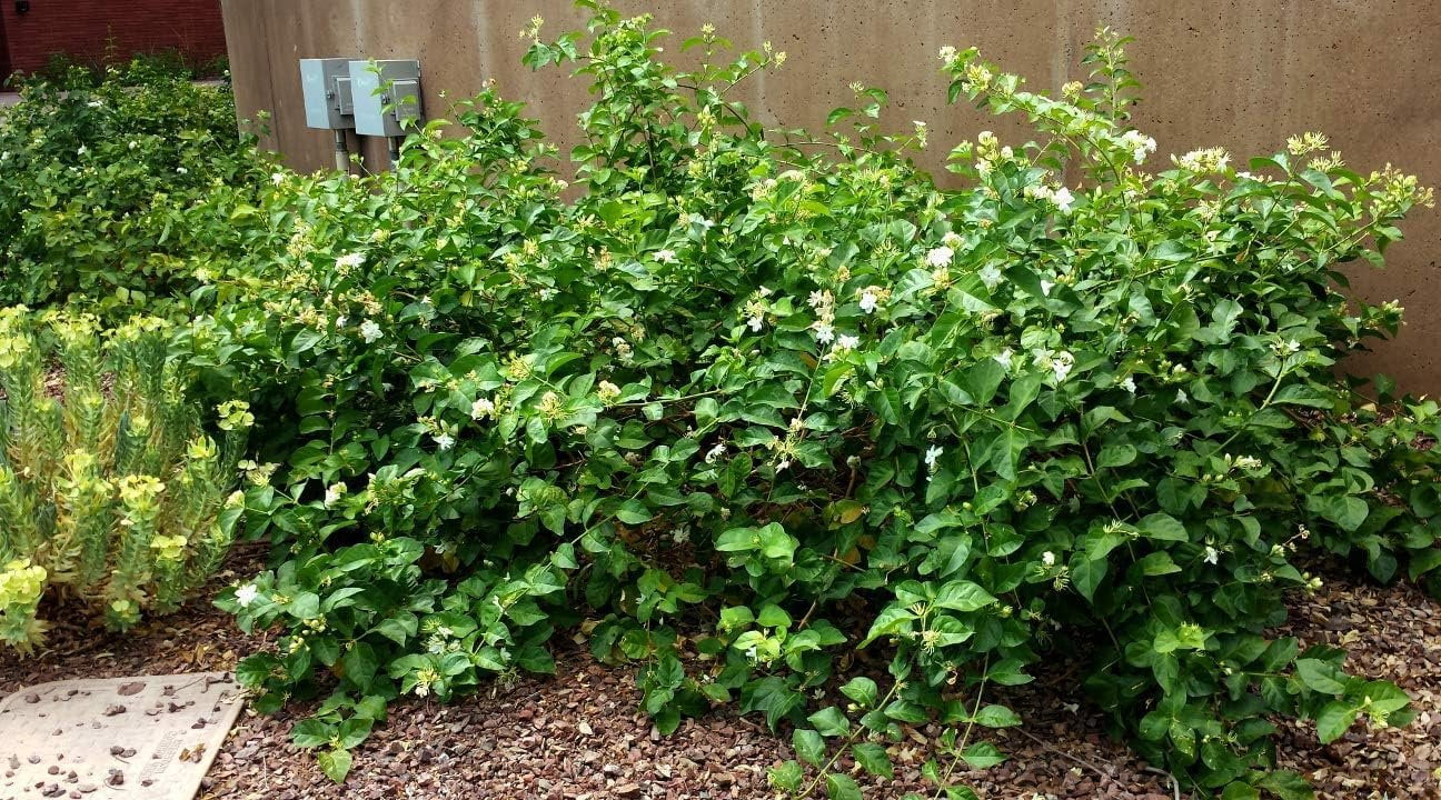 Sambac Jasmine Plant  3 Live Plants  Jasminum Sambac  Fragrant White Blooms  Ideal for Indoor & Outdoor Planting  Aromatic Addition to Gardens & Patios  Lush & Decorative Foliage