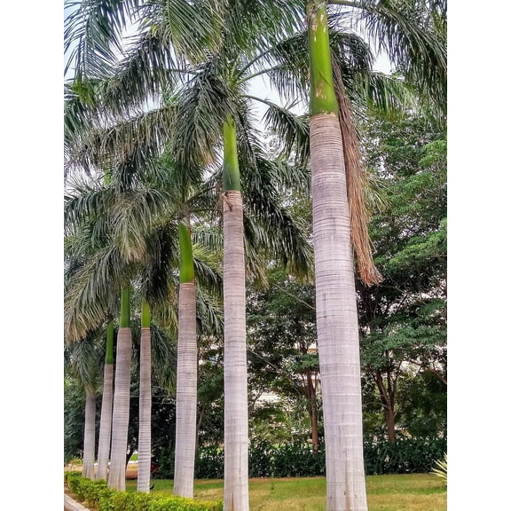 Royal Palm - Live Plant in a 3 Gallon Growers Pot - Roystonea Regia - Extremely Rare Ornamental Trees of The World