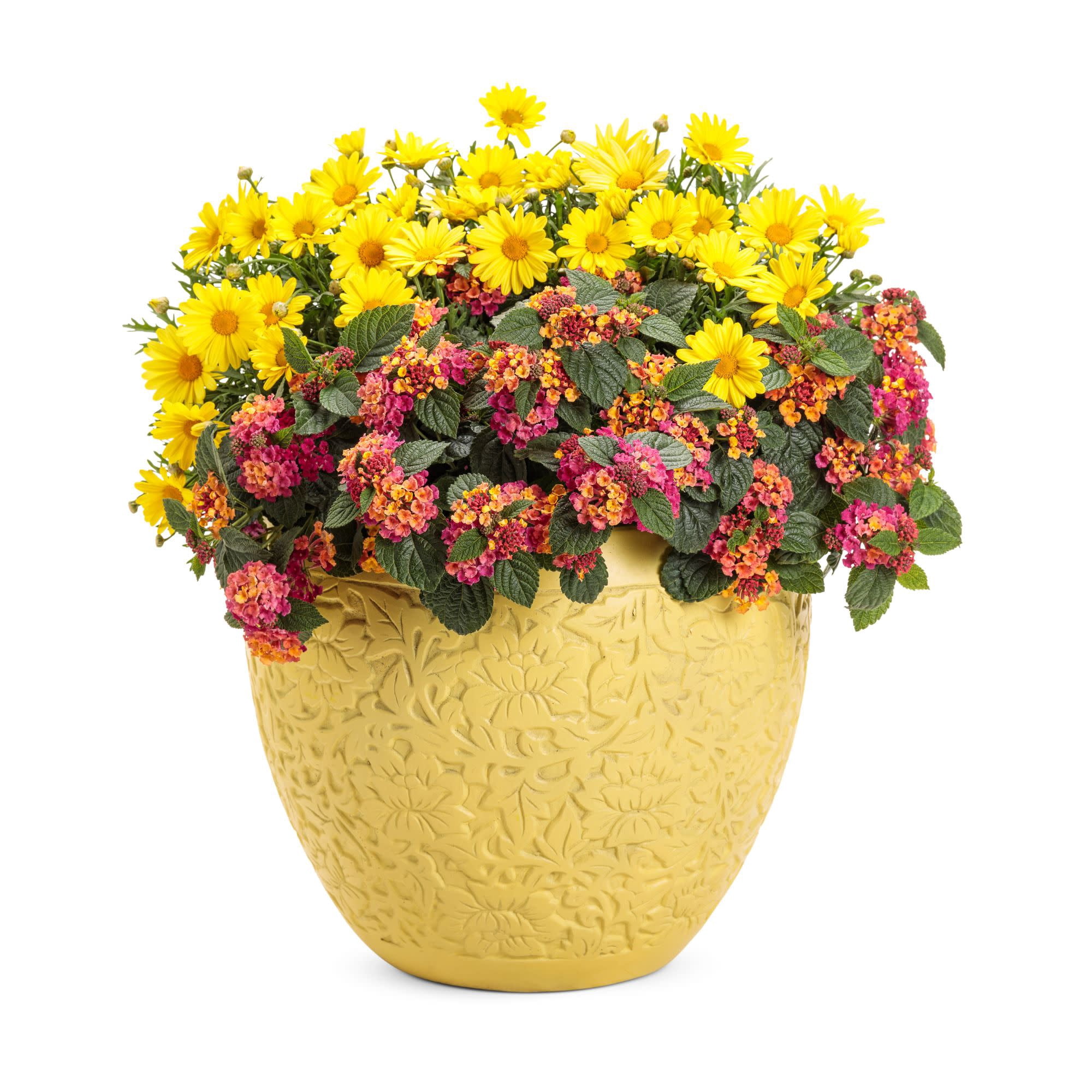 Proven Winners 4" Multicolor Luscious Royale Cosmo Lantana Live Plant in 4.25" Pot (4 Count)