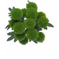 thumbnail image 3 of Margarita Crisantemo Flor Natural Crisantemo Boton Verde Ramo de 5 tallos 70cm de alto, 3 of 4