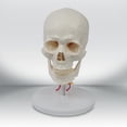 thumbnail image 3 of 1:1 modelo de cervical de cabeza humana en detalles de s cervicales modelo para suministros escolares suministros para el, 3 of 9