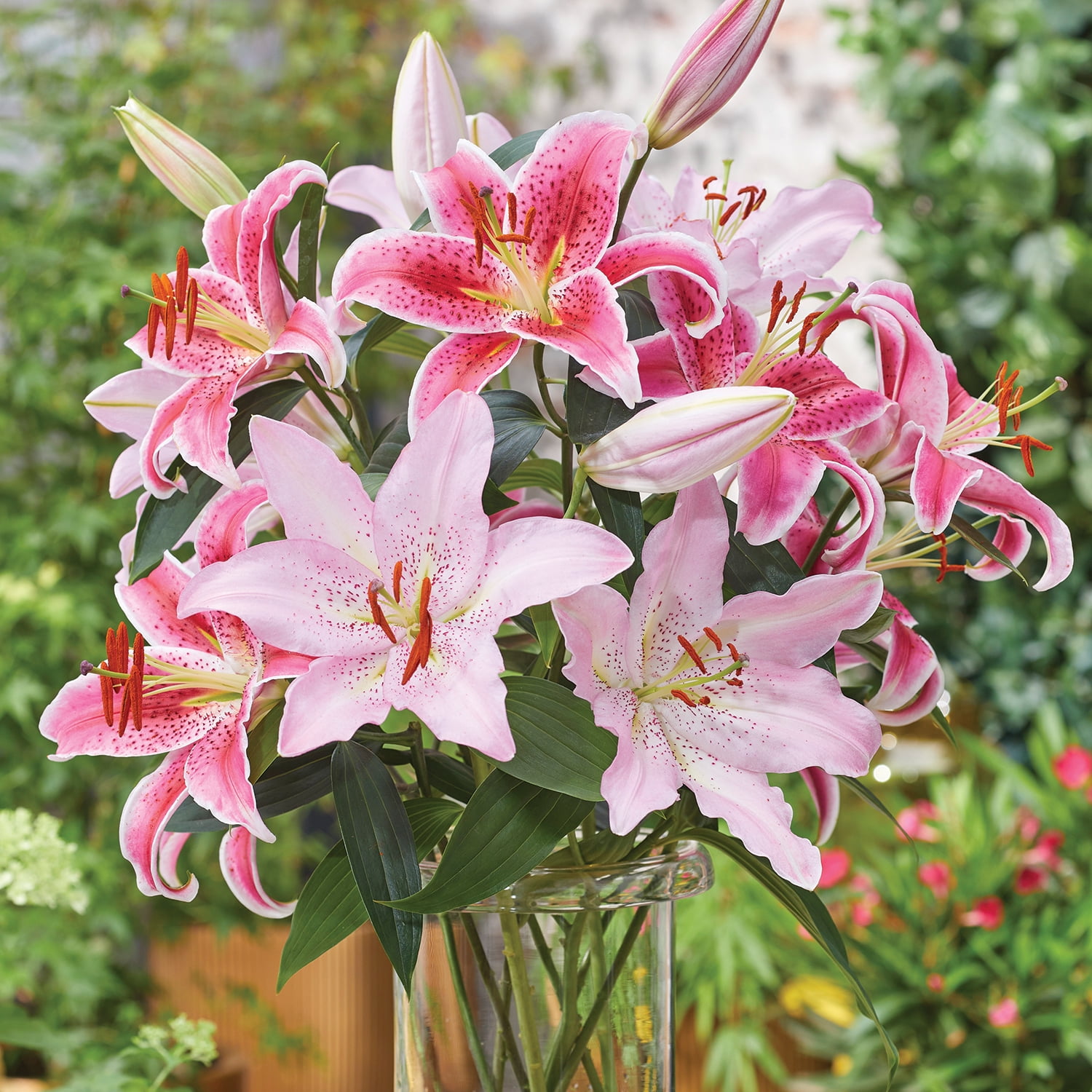 Van Zyverden Lily Oriental Mix, Dormant Bulb, Partial Sun, Multi