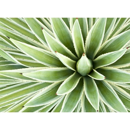 Agave Species Seed Mix for Planting - 50 Seeds - Grow Agave - Ships from Iowa, USA