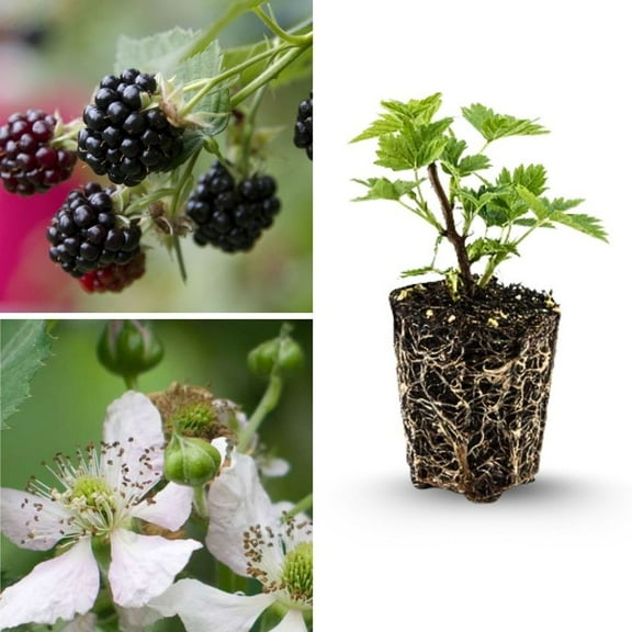 Live Navaho Blackberry Plant, 4-8 Inch Blackberry Plants Live for Planting, Thornless Bush