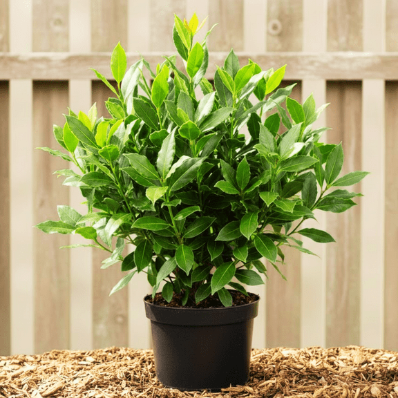 Live Bay Leaf Plant, Bay Laurel Plant Full Rooted from 4-7 Inch Height, 4 Inch Pot, Fragrance and Edible Herb for Gardening