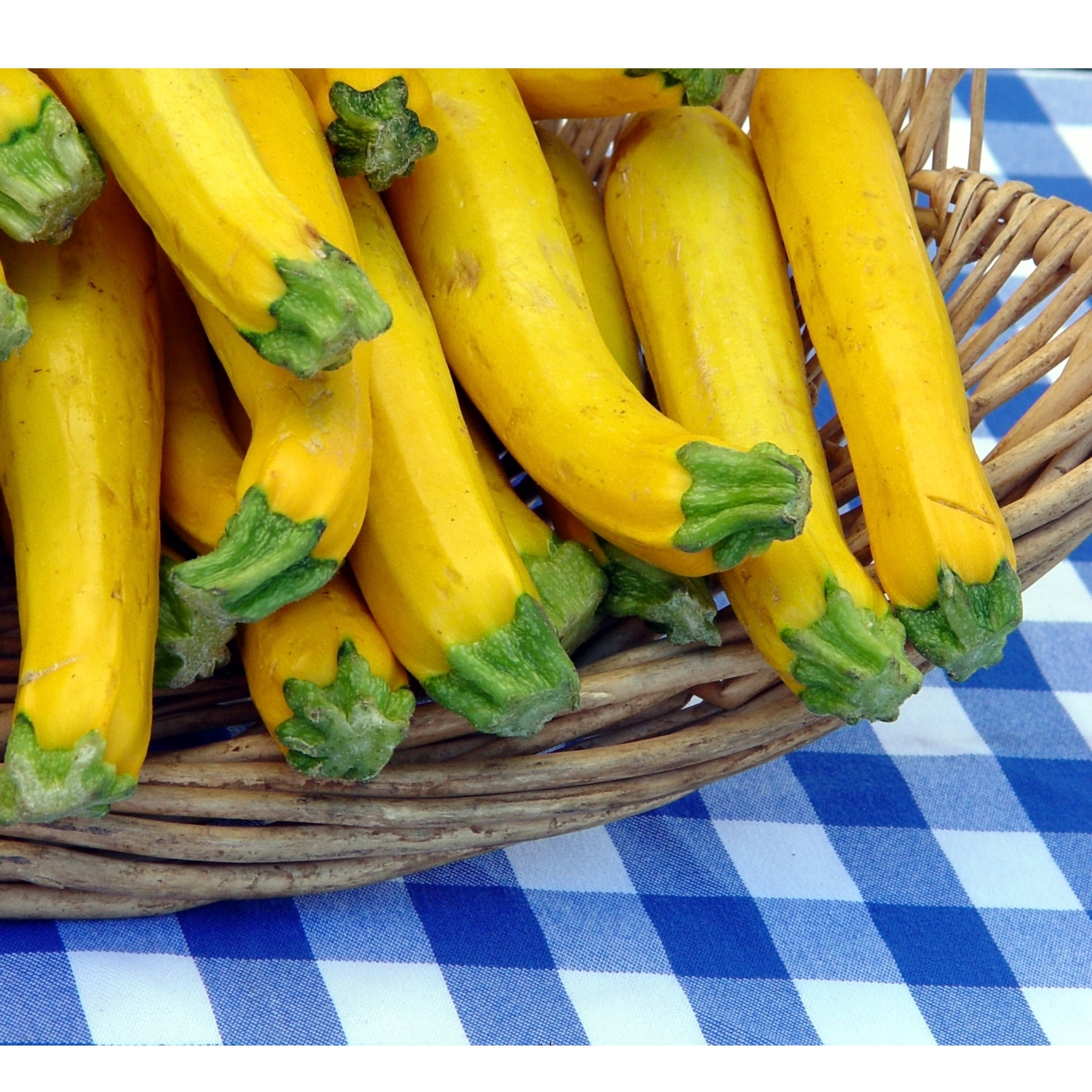 Proven Winners 4"   Gold Rush Zucchini Live Plant in 4.25" Pot (4 Count)