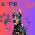 thumbnail image 2 of PLACA DE IDENTIFICACIÓN INTELIGENTE QR PARA PERRO - DOBERMAN (AZUL) ETIQUETAS DE IDENTIFICACIÓN PERRO GATO ACCESORIOS DIJE PARA COLLAR DE MASCOTA, 2 of 9