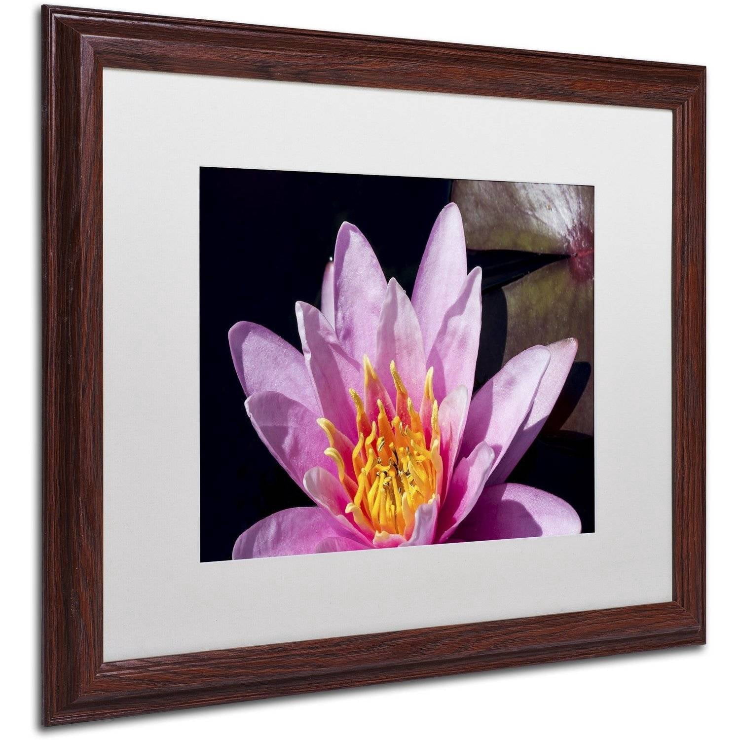 Trademark Fine Art "Pink Water Lily" Canvas Art by Kurt Shaffer, White Matte, Wood Frame