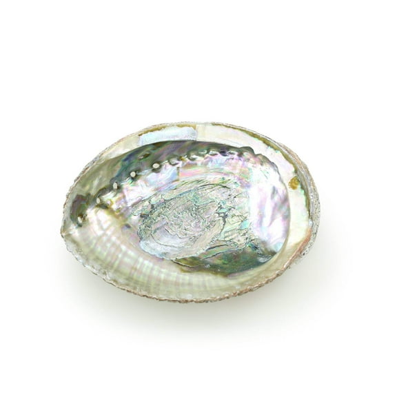 Burner - Abalone shell - Large 5"-6.5"