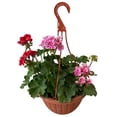 thumbnail image 3 of planta geranio malvon, 3 of 6