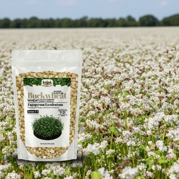 Old Cobblers Farm™ Wicked Tuff Turf Buckwheat (Other Forages) (5 lbs | 10 lbs | 15 lbs | 20 lbs) (10lbs)