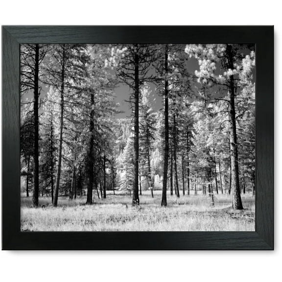 Framed Print: Forest Of Trees, Montana, 2005