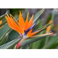 thumbnail image 2 of 10 Seeds of Orange Bird of Paradise Flower fpr Planting - Great Indoor Tropical Plant or Bonsai - Strelitzia Reginae, 2 of 5
