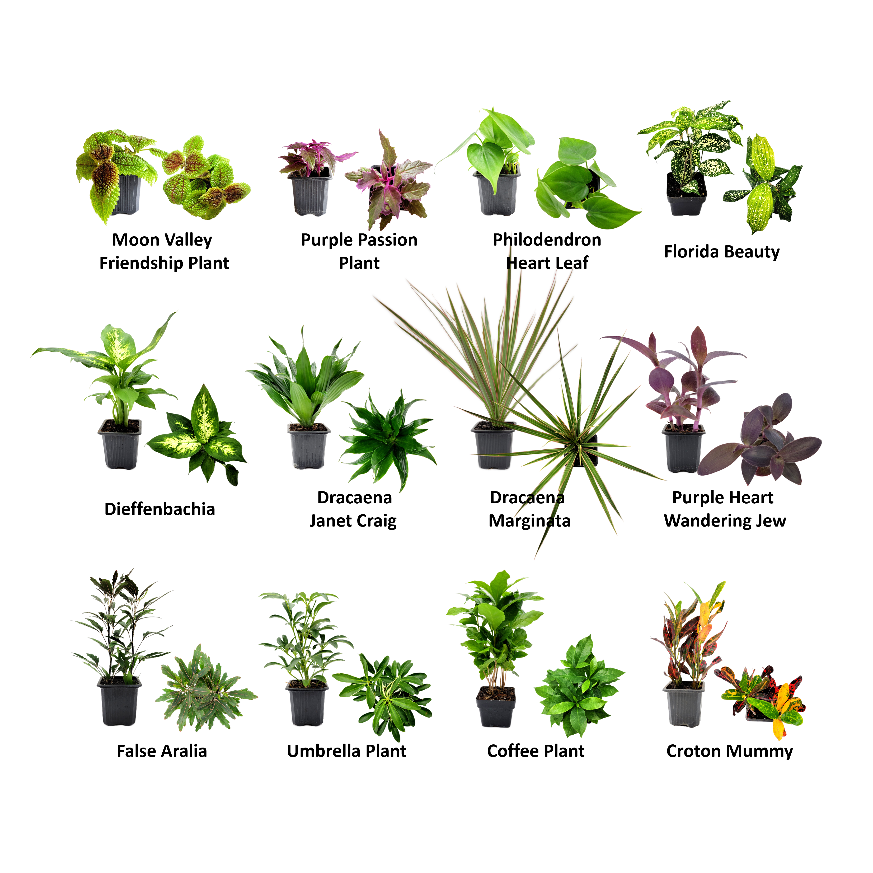 6PK 3”-Pot Live Plant Collection, No Duplicates for up to Three Packs (18 Plants), Live Indoor Houseplants, Live House Plants, Easy to Grow, Indoor Gardening, Home Décor, Office Décor, Gifts